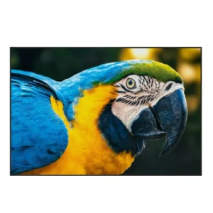 ARARA ARARUANA • 47X70