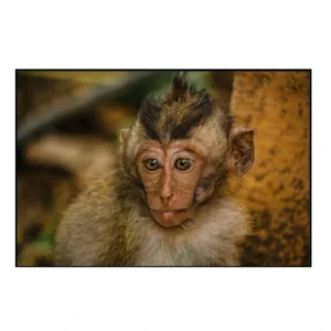 OLHAR PERDIDO NA FLORESTA SAGRADA • 47X60