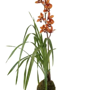 Orquídeas Cymbidium • 85 CM ALT. • Andréia Campanha