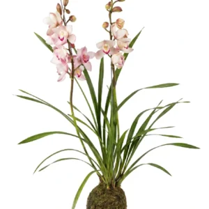 Orquídeas Cymbidium • 85 CM ALT. • Andréia Campanha