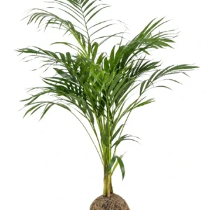 Areca Bambu • 103 CM ALT. • Andréia Campanha