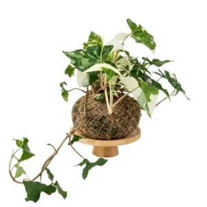 Singonio Variegata • 24 CM ALT. • Andréia Campanha