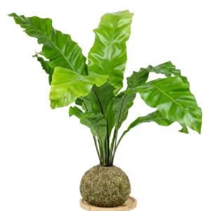 Asplenio Nidus • 63 CM ALT. • Andréia Campanha