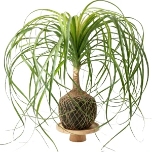 Pata de Elefante • 49 CM ALT. • Andréia Campanha