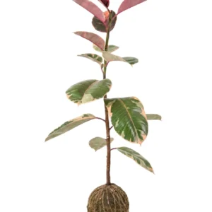 Ficus Ruby • 89 CM ALT. • Andréia Campanha
