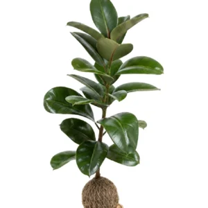 Ficus Elástica • 90 CM ALT. • Andréia Campanha