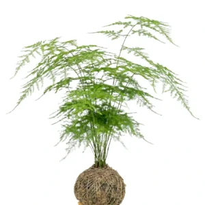 Aspargo Samambaia • 49 CM ALT. • Andréia Campanha