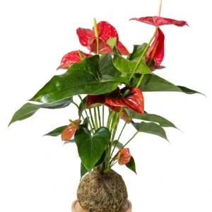 2 Antúrios Vermelhos • 51 CM ALT. • Andréia Campanha