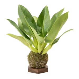 Pacova • 48 CM ALT. • Andréia Campanha